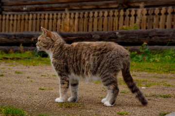 Walking through the village streets