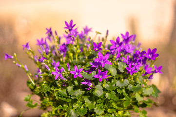 Obraz na płótnie Canvas purple violet easter flower spring blossom in my garden
