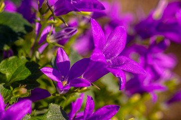 Fototapeta na wymiar purple violet easter flower spring blossom in my garden