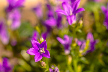 Fototapeta na wymiar purple violet easter flower spring blossom in my garden