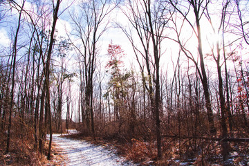 Sunflare in the Forest