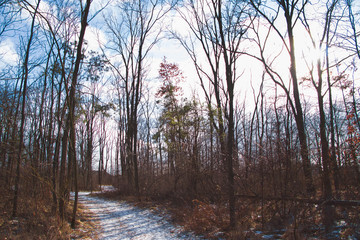 Sun flare between the trees