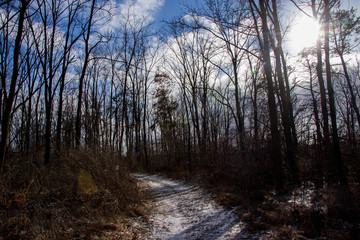 Grungy Trees