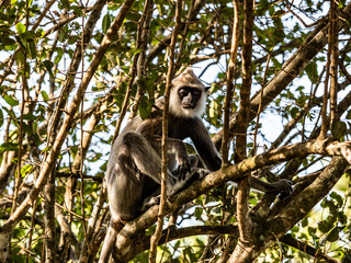Sri Lanka - Yale NP - Grey Langur Monkeys
