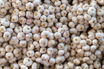 Garlic pile displaying at a farmers product selling stall in an agricultural fair taking place each year in Bangkok, Thailand, Asia.