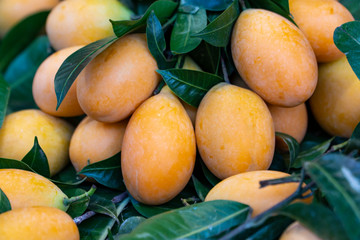 A bunch of the yellowish orange fruits called Marian Plum or Thai Plango; they are on selective focus among the green leaves and fresh branches background blurred.