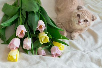 Fototapeta na wymiar Cute kitten with flowers bouquet. Holidays concept, happy birthday