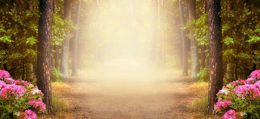 Fantasy summer panoramic photo background with pine tree forest and mysterious foggy trail