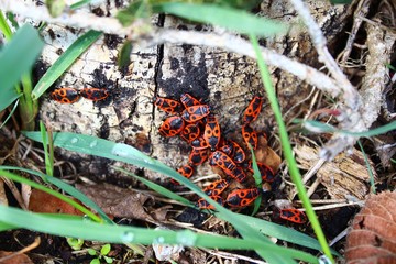 Feuerwanzen