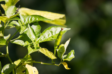 Chilli Padi or Bird's Eye Chilli