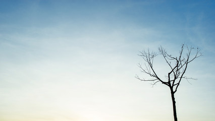 Fototapeta na wymiar Beautiful tree and sky Natural concept
