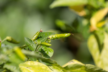 Chilli Padi or Bird's Eye Chilli