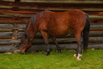 Russia. On the free pastures of the Republic of Karelia