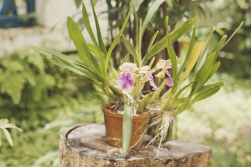 Flower pot with orchid. Blooming orchid flower in a garden