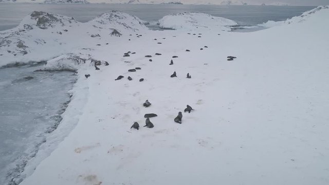 Antarctica Fur Seal Colony Zoom Out Aerial View. Antarctic Wildlife Animal Group Sleep on Frozen Snow Covered Ice Landscape Ocean Glacier Coast. Peninsula Cute Mammal Drone Footage Shot in 4K (UHD)