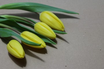 Gelbe Tulpen auf Papier