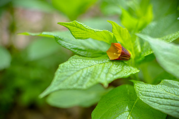 Closeup of brown flowers on the forest floor