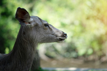 Close up head of deer with nature background