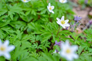 Group of white blooming Anemone Ranunculoides in spring forest