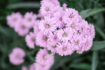 Obraz premium Closeup pink flower in the garden textured background