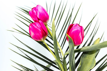 Pink tulips , pale green leaves on white background close up shot.
