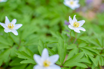 Group of white blooming Anemone Ranunculoides in spring forest