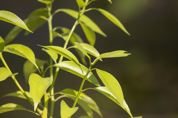 Leaf of Cinnamomum camphora tree