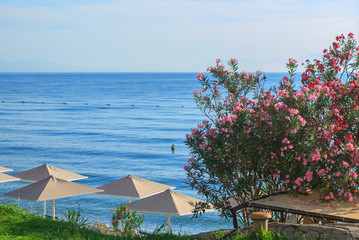 Oleander flowers bloom in the resort of Antalya