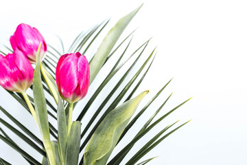 Pink tulips , pale green leaves on white background close up shot.