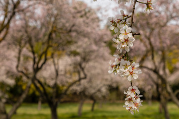 Almond trees in bloom before spring arrives in Madrid