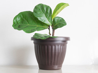 Green plant in flower pot on white background