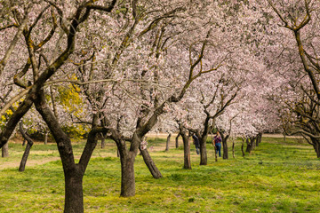 Almond trees in bloom before spring arrives in Madrid