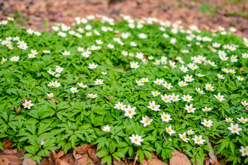 Group of white blooming Anemone Ranunculoides in spring forest
