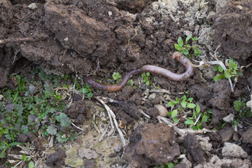 Dogeworm in the soil.