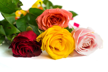 Colorful roses isolated on white background with place for text