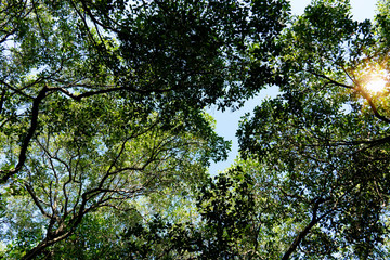Fototapeta premium Looking from the bottom to the top of the tree to sky. Mangrove forest.