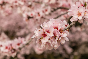 Obraz premium Kwitnące migdały przed nadejściem wiosny do Madrytu