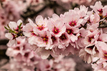 Almond trees in bloom before spring arrives in Madrid
