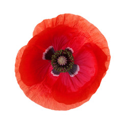 Red Poppy flower isolated on white background.