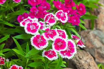 Colorful Dianthus flower (Dianthus chinensis)  (Caryophyllaceae) blooming in garden at Thailand.