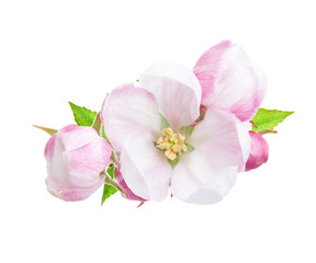 Close-up of a blooming apple tree branch with pink and white flowers isolated on a white background.