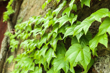 Ivy Tree