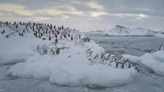 Gentoo Penguin Jump Glacier Antarctica Water Aerial View. South Pole Bird Colony Walk on Snow Covered Ocean Coast Landscape at Brash Ice. Arctic Climate Change Concept Top Drone Shot Footage 4K (UHD)