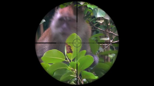 Crab-Eating Macaque (Macaca fascicularis), also known as the Long-Tailed Monkey Seen in Gun Rifle Scope. Wildlife Hunting. Poaching Endangered, Vulnerable, and Threatened Animals
