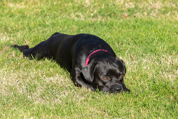 black french bulldog labrador lying on the lawn