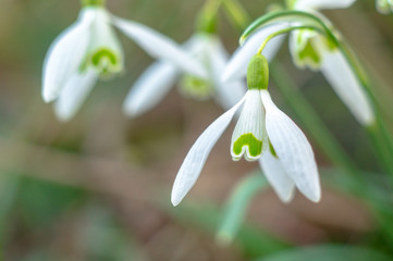 fresh Snow drops flower blossom in my garden