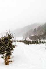 A snowy blustery day in Rockyview County, Alberta, Canada
