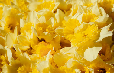 Beautiful bouquet of yellow daffodils close up