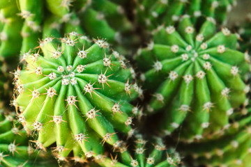 close up of cactus