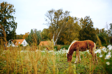 Fototapeta na wymiar Icelandic foals standing in rural field. Denmark. Farm